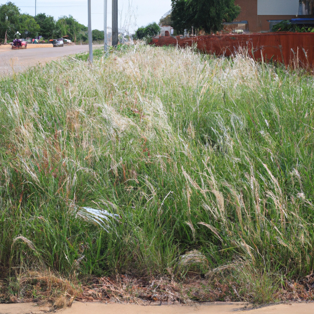 OKC residents share tangled 23 views on tall grass – weeds violations